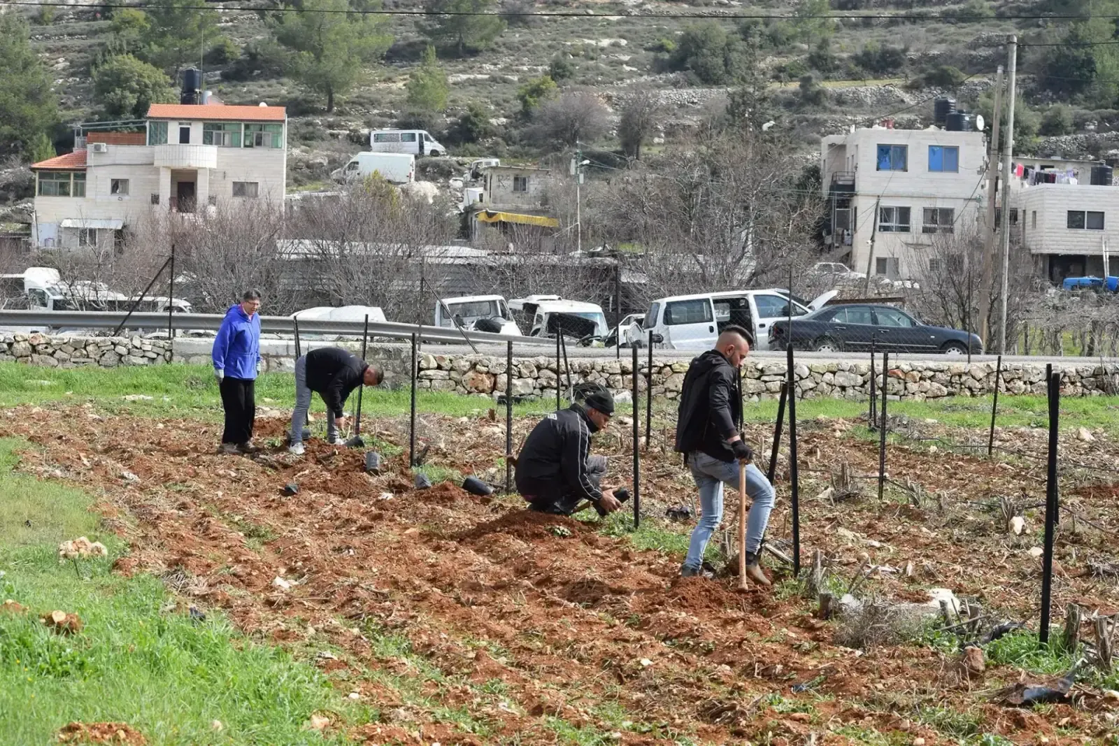 Young trees supported by iron columns on reclaimed land in Beit Ummar