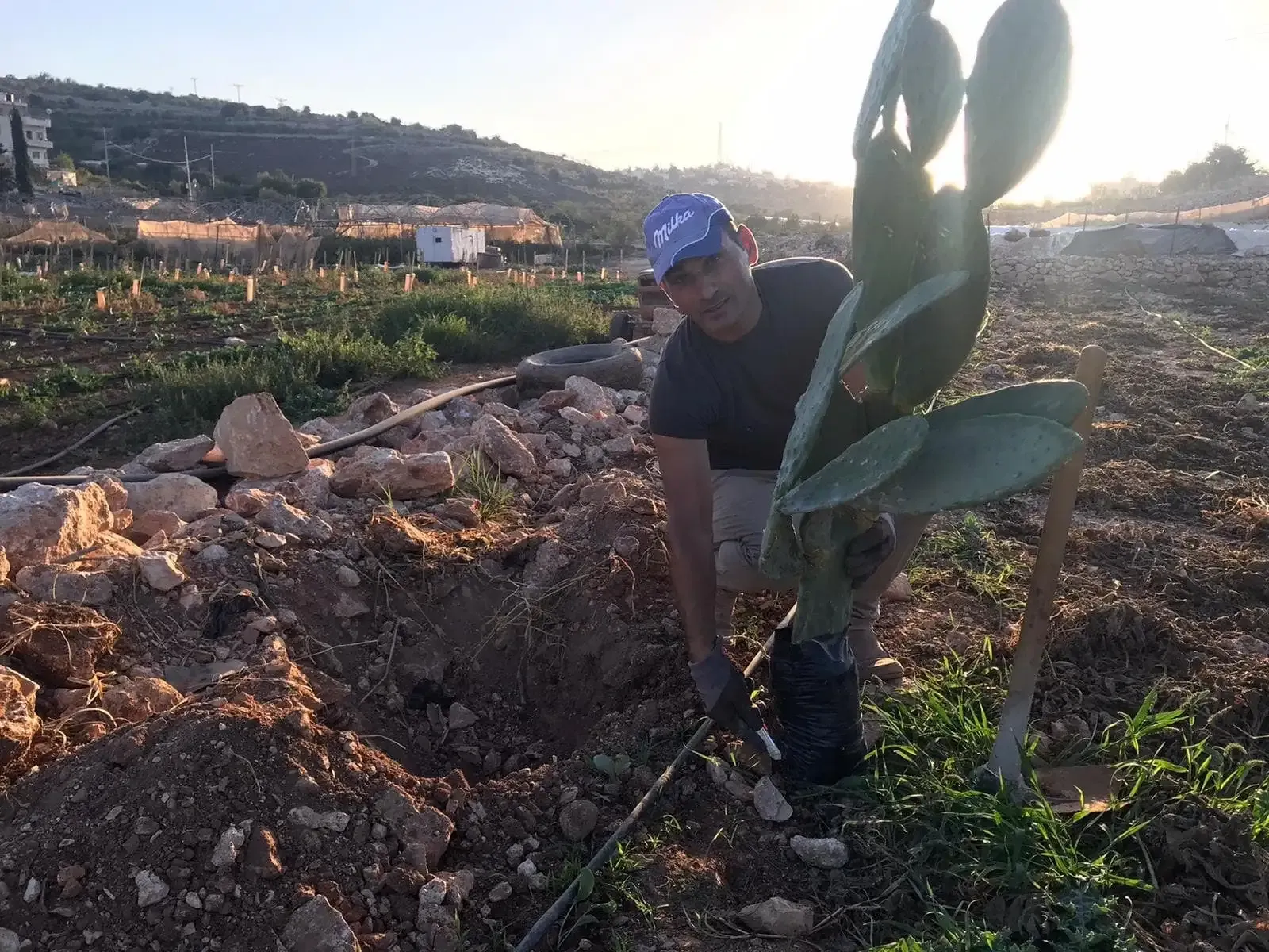 Prickly pear plants on reclaimed land in Beit Ummar