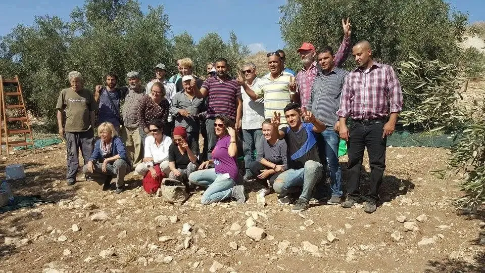 Volunteers harvesting olives in Beit Ummar