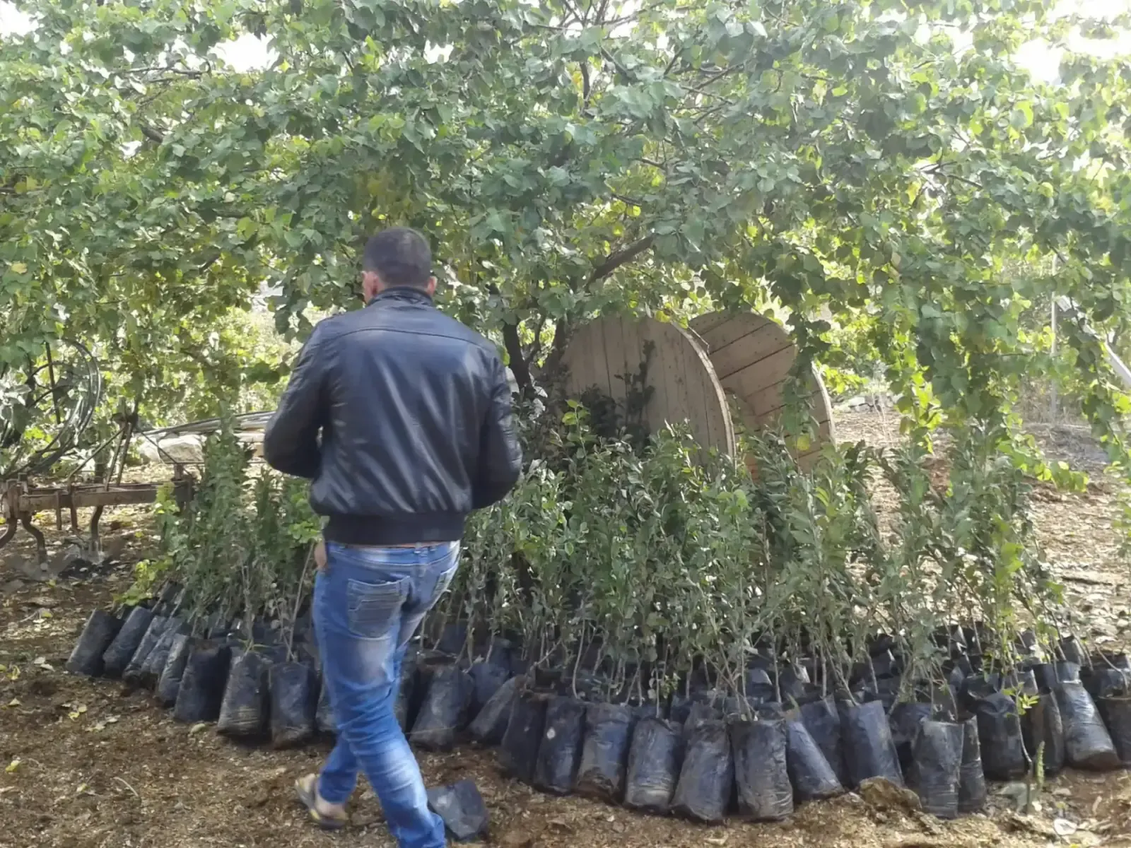 Community olive harvest for the Zaytoun Al-Khair initiative