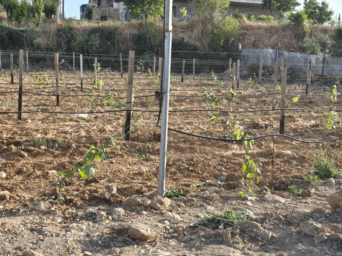 Grape cultivation in Beit Ummar