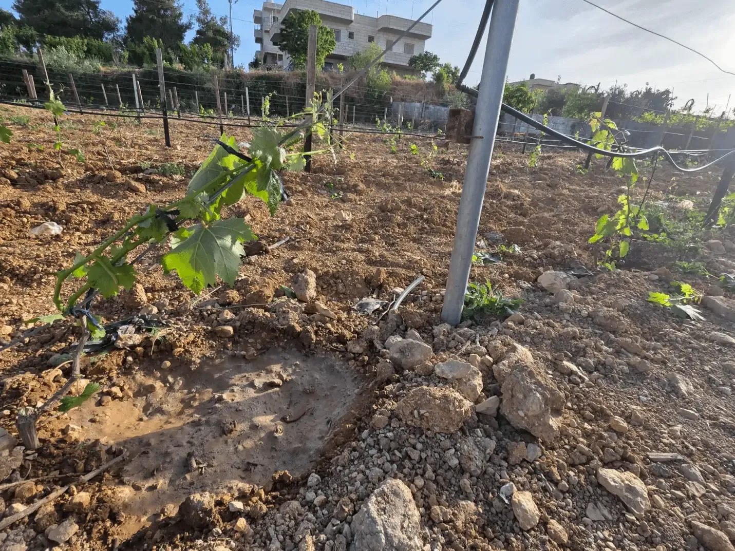 Modern farming techniques in the field