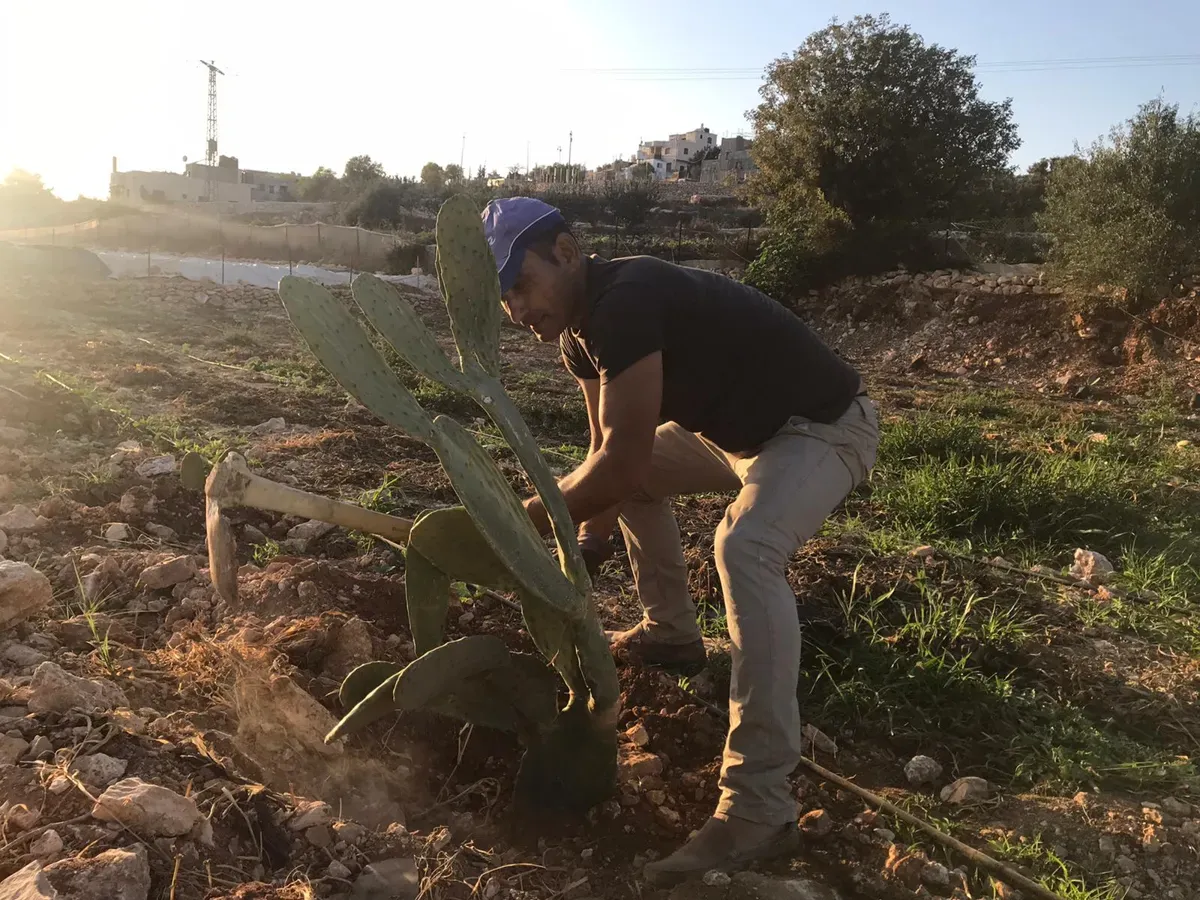 موسى أبو ماريا يعتني بنبتة صبّار في أحد حقول بيت أمّر