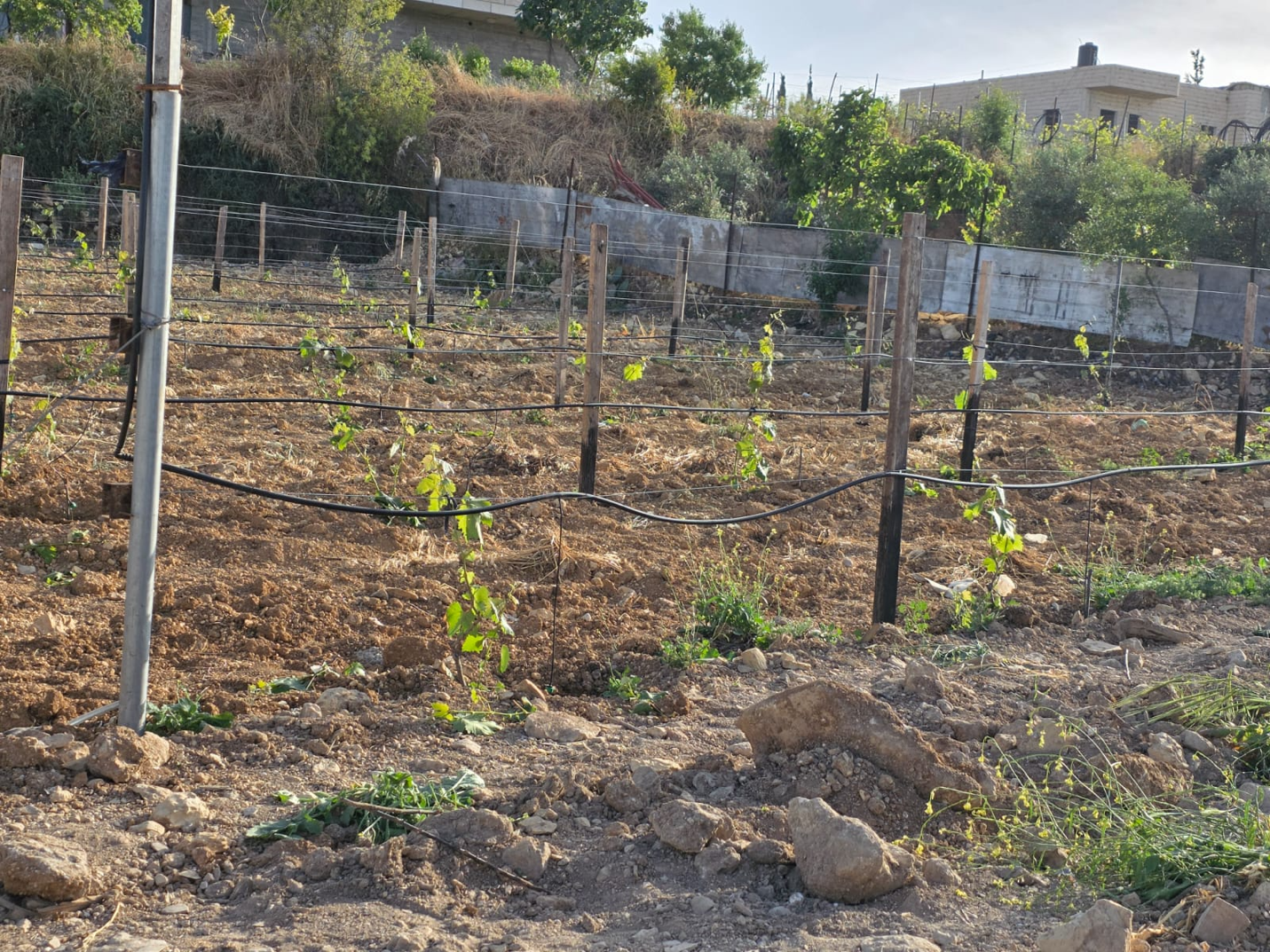 Beit Ummar's Agricultural Revival: Modern Grape Farming Creates New Economic Opportunities in Hebron